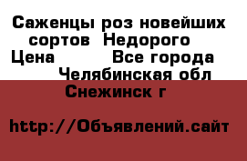 Саженцы роз новейших сортов. Недорого. › Цена ­ 350 - Все города  »    . Челябинская обл.,Снежинск г.